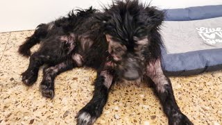 Elderly dog, blind and deaf was struggling to survive as a stray .