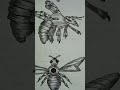 Queen, Drone &amp; Worker Bee Drawing | Honey Bee Drawing Step by Step #Shorts#DrawingShorts#art#yt
