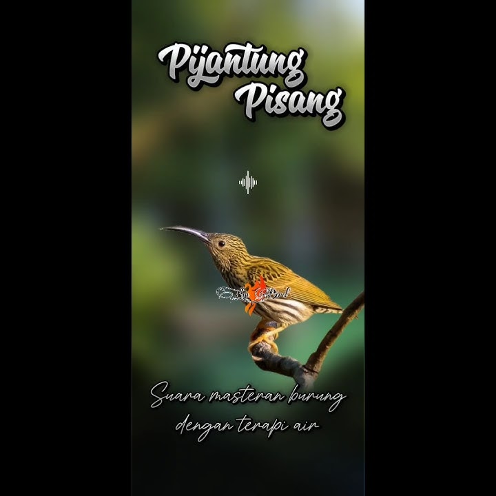 Suara masteran burung pijantung pisang dengan terapi air #kicaumania #masteran #pijantung #birds