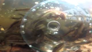 Make Your Own Minnow Trap - Quick & Easy