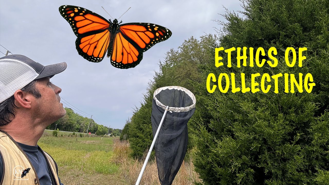 is-it-ethical-to-collect-butterflies-and-moths-here-s-my-take-part-1