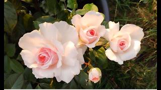 Roses on a hot evening June 23rd Hereford UK