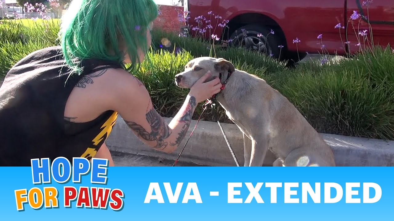 eldad hagar interview Stray dog rescue - step by step.