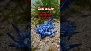 ఆడ మగ అవయవాలు కలిగిన ఈ జంతువు గురించి మీకు తెలుసా
