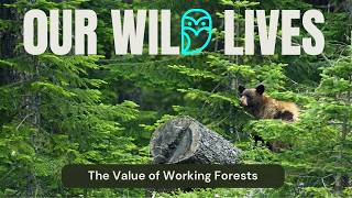 The Value of Working Forest Landscapes for Wildlife