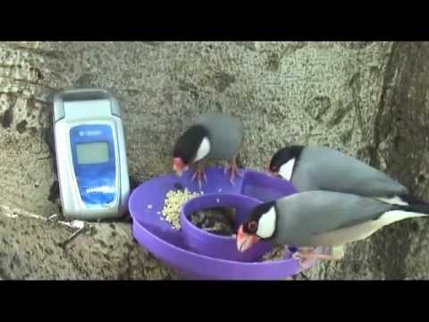 Wild Java FInch ~ Hawaii Cool Birds!