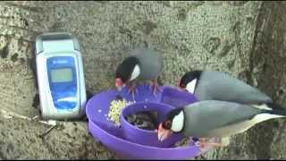 Famous Wild Java FInch ~ Hawaii Cool Birds! Wealth