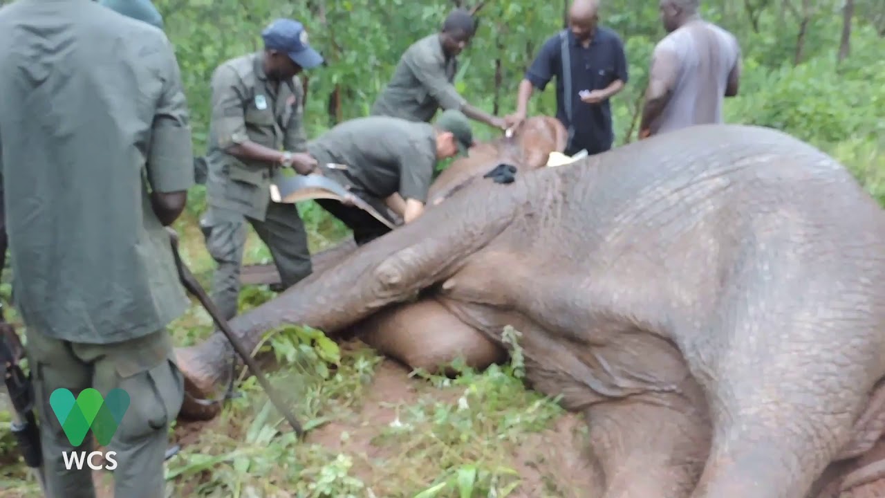 Elephant Collaring in Yankari Game Reserve | WCS Nigeria
