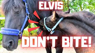 A Magic Show for the Horses and Ponies!! Elvis and Dolly Playing in the Arena | Friesian Horses