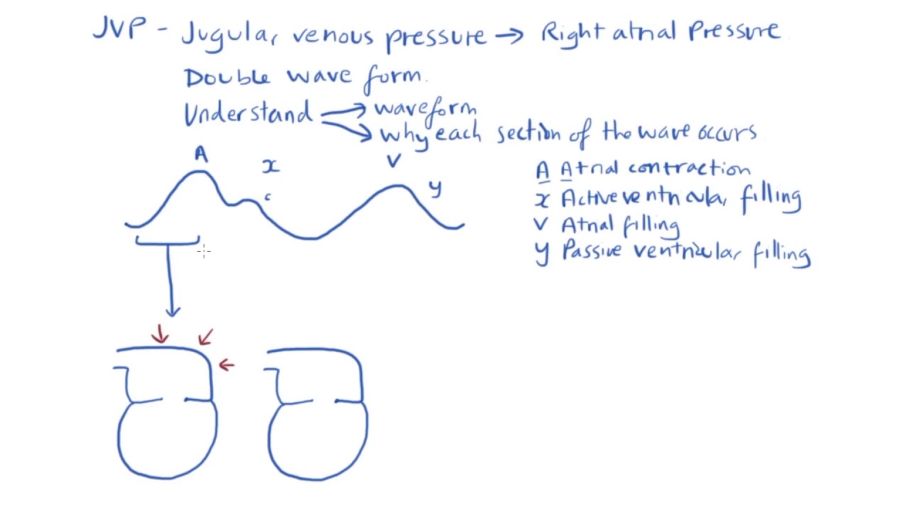 The Jvp Waveform Youtube