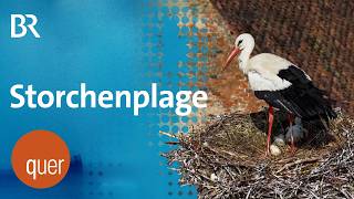 Leben Mit Dem Storch Uehlfeld Zwischen rger Und Freude  Quer Vom Br