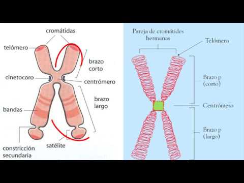 Cromatina Y Cromosoma