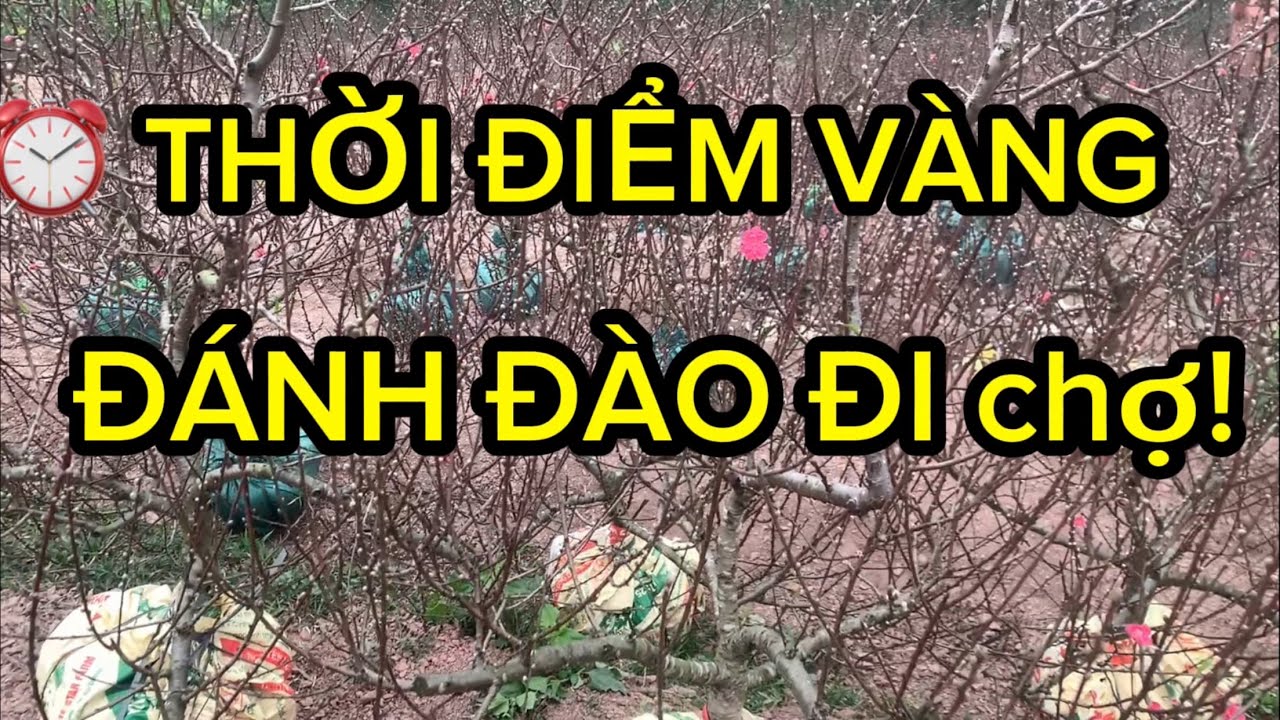 ĐÁNH ĐÀO ĐÚNG THỜI ĐIỂM = HOA NỞ ĐẸP Tết 