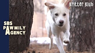 Abandoned Dog Bookdol… Update On His New Chapter In Life! l Pawmily Agency Ep 02
