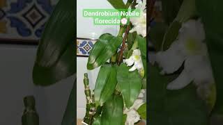 Dendrobium Nobile florecida💮