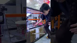 Tiger Barb Fish Breeding — Nature’s Perfect Egg-Layer Aquarium Species!”#ytshorts#viral#trending