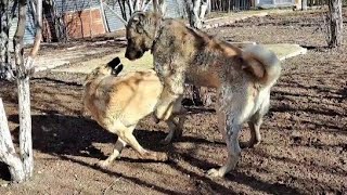 İlk Defa Eşleşen Kangalim Beni̇ Çok Zorladi Baskın Erkek Kızanda Köpek Öldürür