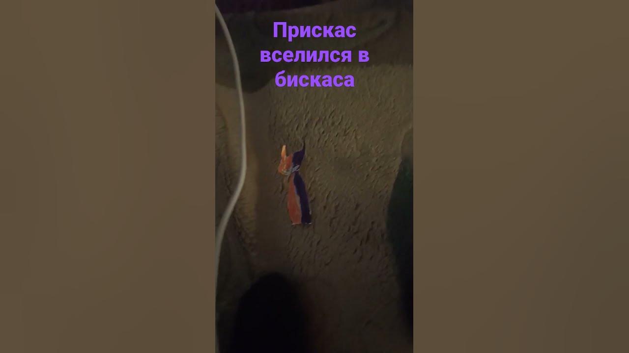 бискас заразился прискасом? - YouTube