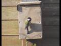 Nestbox Activity in Chris's Bempton Bridlington Back Garden 13th May 2026