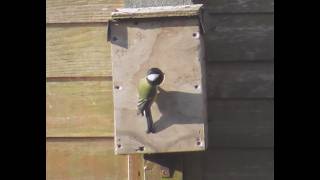 Nestbox Activity in Chris's Bempton Bridlington Back Garden 13th May 2026