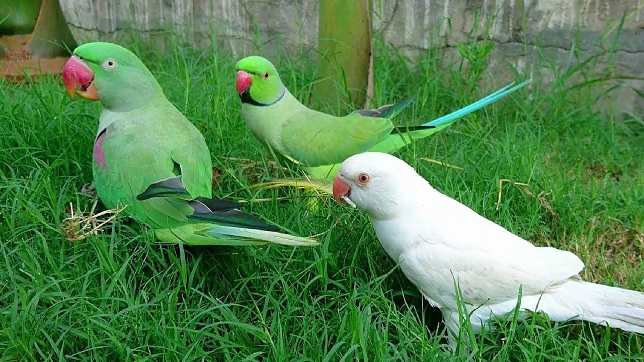 Super Cute Ringneck Parrots YouTube