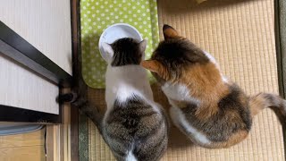 水飲みがへたっぴな猫を見守る猫。/A cat watching over a cat who is not good at drinking water