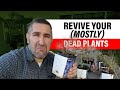 Is It TOO LATE To REVIVE My Dying Plants 6 Steps To Try Is It TOO LATE To REVIVE My Dying Plants 6 Steps To Try