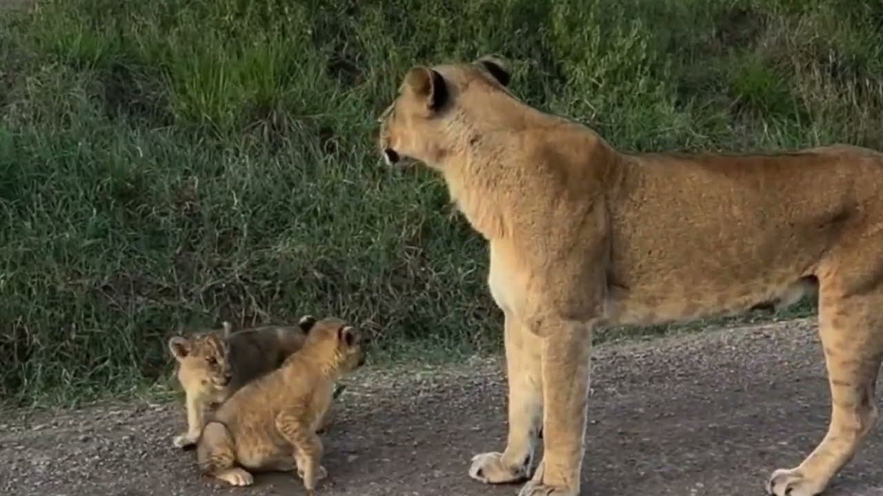 First-Time Lion Mom Struggles to Care for Her Newborn Cubs | Kruger National Park | Latest Sightings