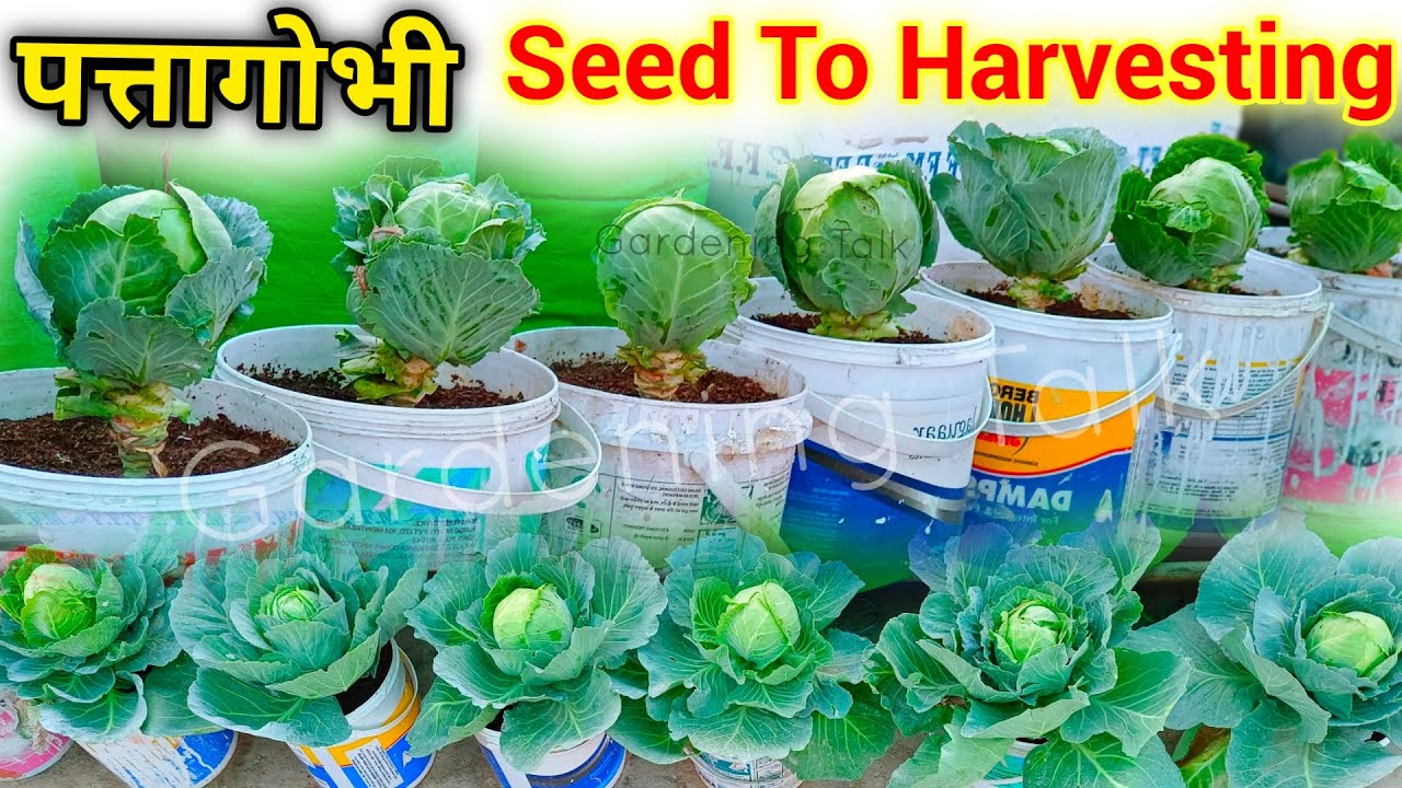 ज़मीन नहीं, गमला नहीं! छोटे डिब्बों में पत्ता गोभी उगाएं । Patta Gobhi Kaise Ugaye | Kaise Lagaen