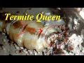 Queen of a termites colony    unbelievably hundreds times bigger than other termites