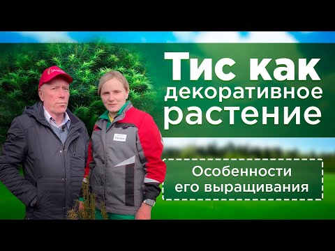 Тис как декоративное растение. Особенности выращивания тиса на участке