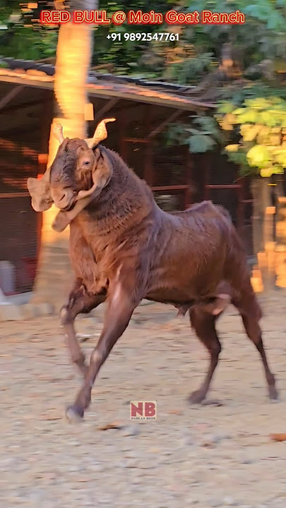 Red Bull Moin Goat Ranch🔥 #bakraeid #bakraeid2025 #bakraeidspecial #bakra #goats #trending #biggoats