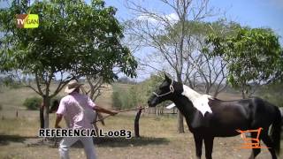 2016: MACHO EQUINO EN PROCESO DE ADIESTRAMIENTO,  SAMPÚES - SUCRE. L-0083