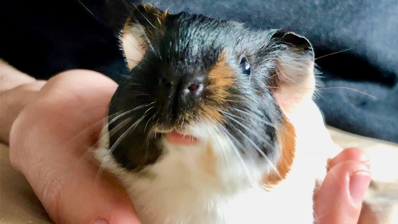All About Nugget Meet My Guinea Pigs YouTube