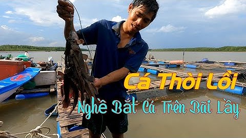 Đào Hang Bắt Cá Thòi Lồi Biển Siêu To | Gia Đình Cần Giờ |