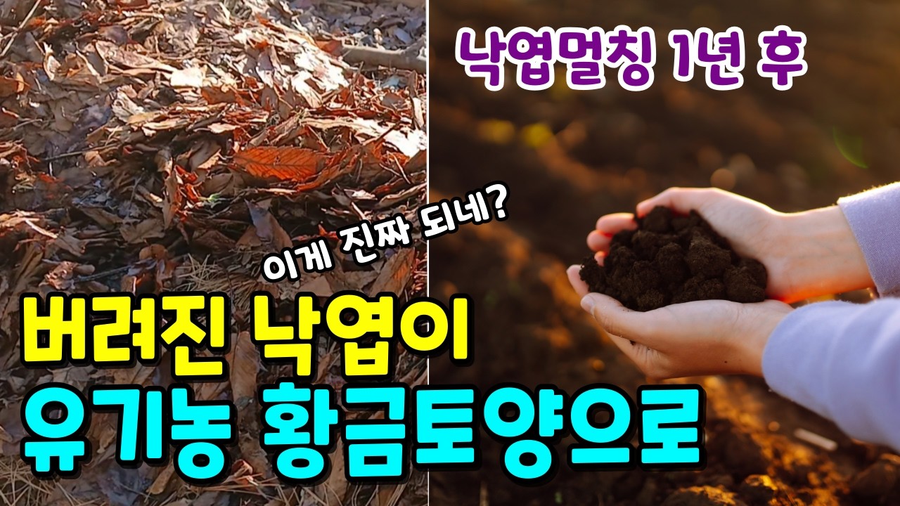 낙엽으로 100% 유기농 토양 만들기🌱낙엽만 덮었는데 흙이... 미쳤다!