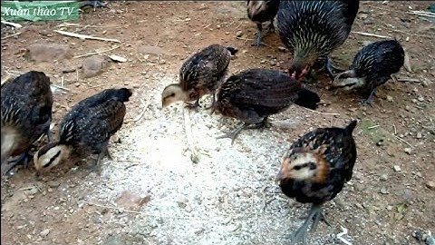 ME NYUAM QAIB TXUAM ZOO NKAUJ II f2 chicks are so beautiful