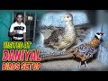 Lady Amherst’s Pheasant Red and Golden Pheasant at setup Jamshed Asmi Informative Channel
