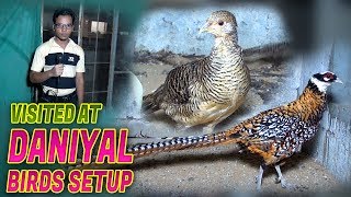 Lady Amherst’s Pheasant Red and Golden Pheasant at setup Jamshed Asmi Informative Channel