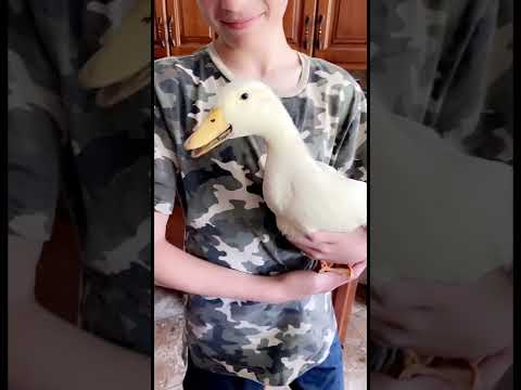 Duck Understands Russian Language 