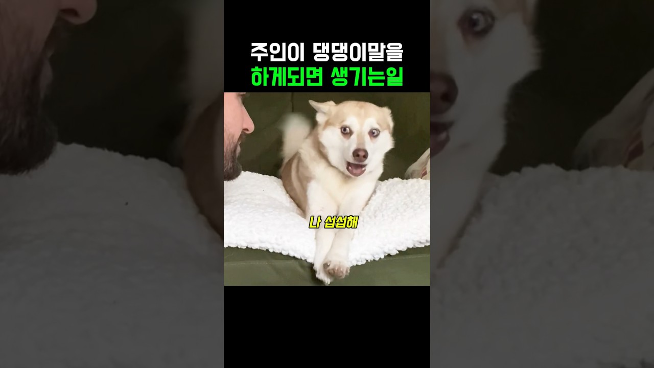 주인이 댕댕이말을 하게되면 생기는일