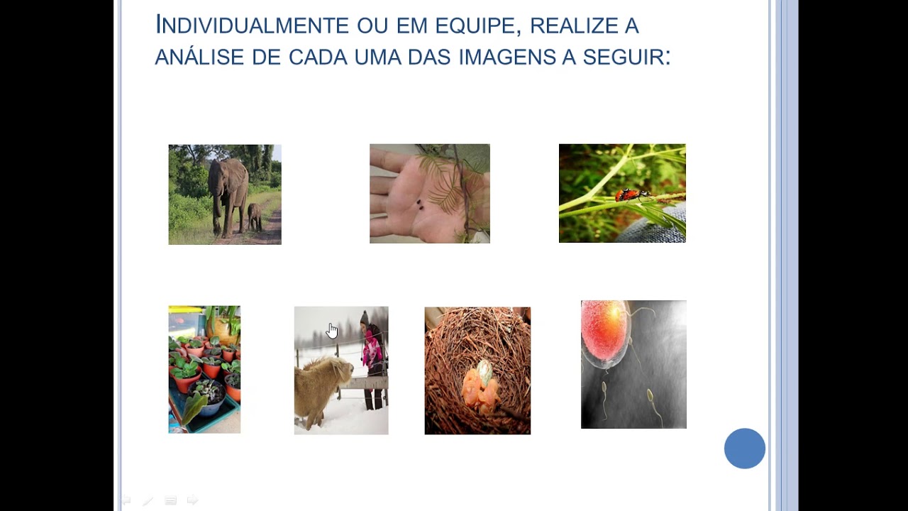 Diversas Espécies De Seres Vivos Se Reproduzem