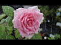 「涙の紅バラ/ Namida no Benibara 」 美空ひばりさん  ( 1950 03 20 発売曲)唄わせて頂きました.
