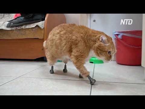 Ветеринар из Новосибирска сделал протезы имплантаты для кошек без лап