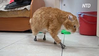 Ветеринар из Новосибирска сделал протезы-имплантаты для кошек без лап