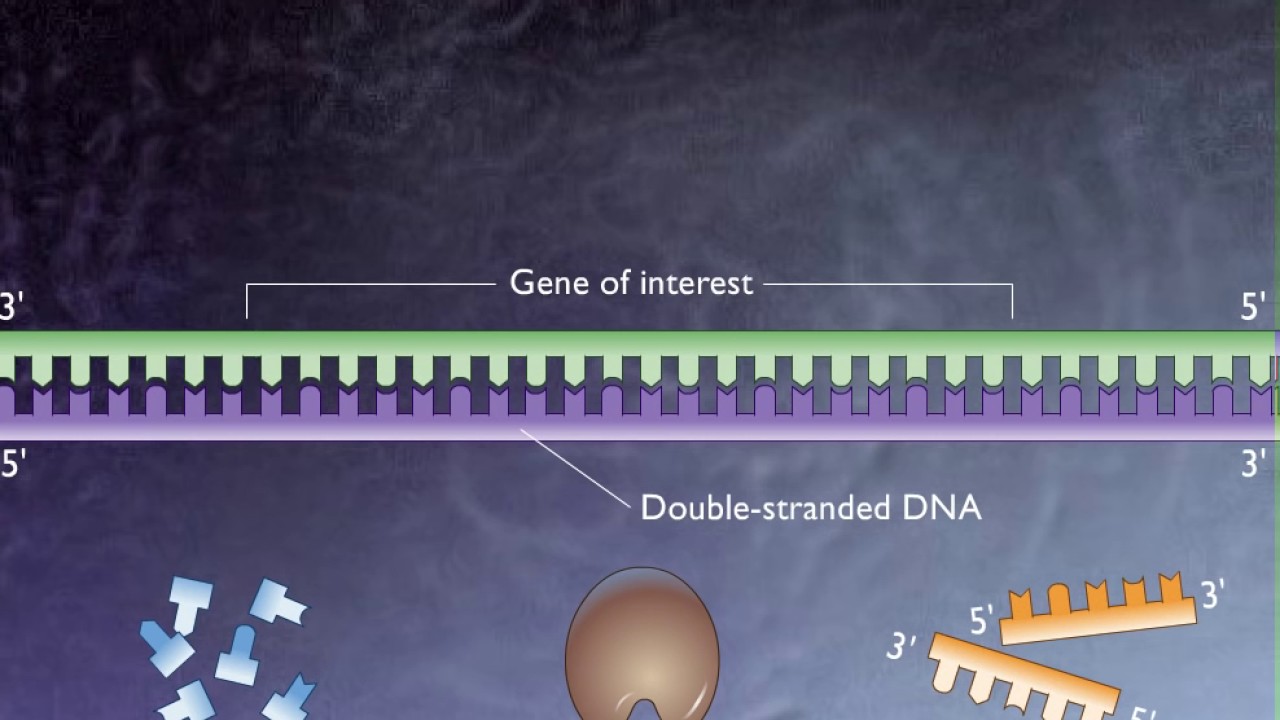 Polymer Chain Reaction HD Animation ] - YouTube