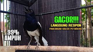 Suara Burung Kacer Bikin Lawan Emosi Gacor Pancingan Kacer Agar Cepat Emosi Gacor