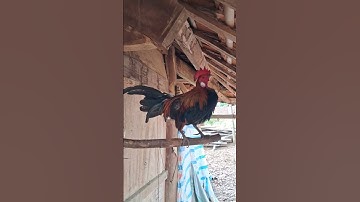 gà rừng giải nhìn đây ae ơi lông rộng hết rồi mà vẫn còn rất xong.qaib qus