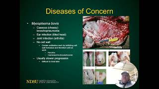 Health Issues in Backgrounded Calves - Backgrounding Cattle 2025