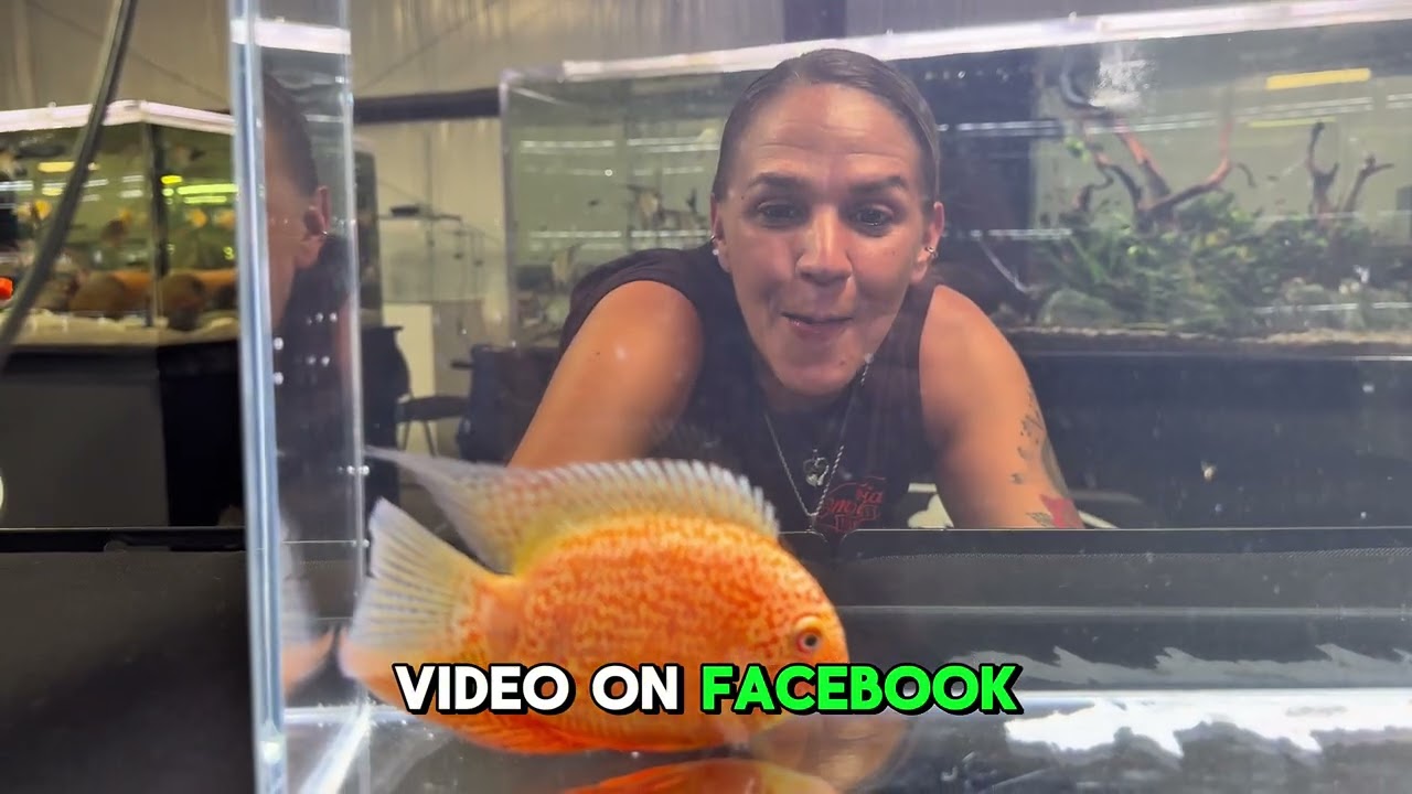 Red Spotted Severum Giveaway! 🐟 Win a Heros sp. or $50 Store Credit LIVE Friday, July 17 @ 12 PM